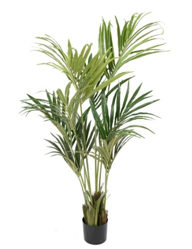 KENTIA PALMERA ECO
