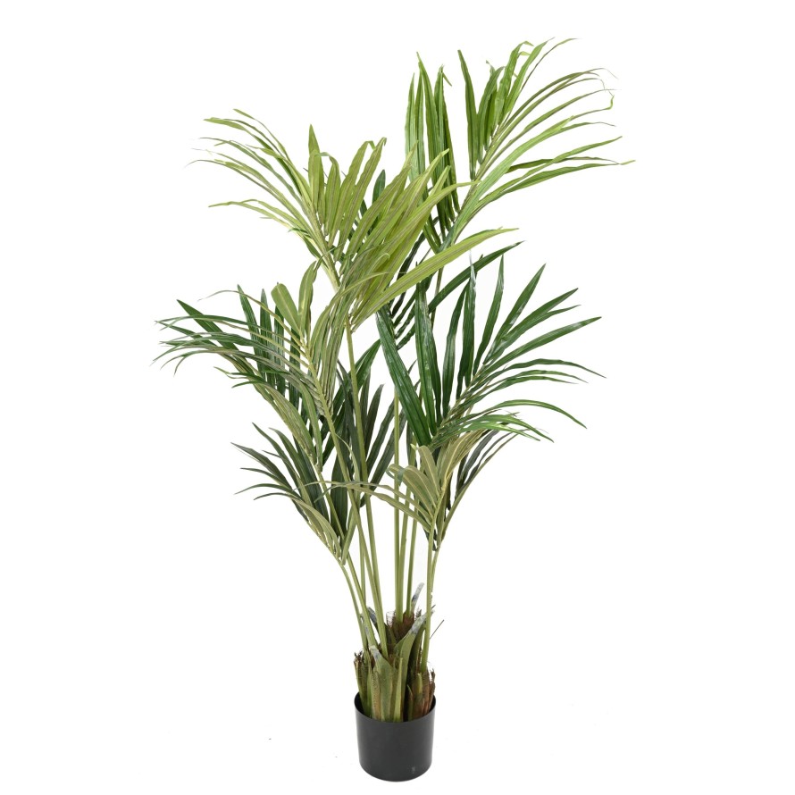 KENTIA PALMERA ECO