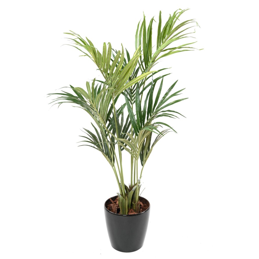 KENTIA PALMERA ECO