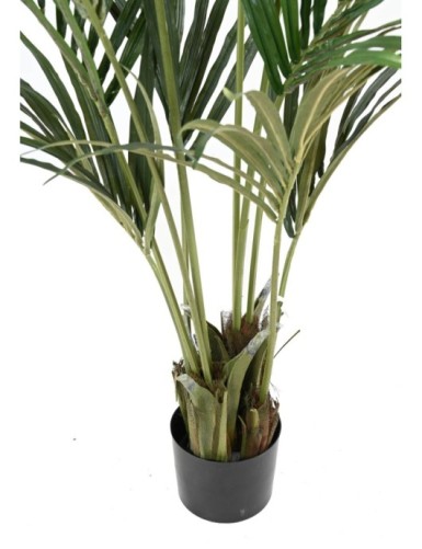 KENTIA PALMERA ECO