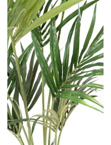 KENTIA PALMERA ECO