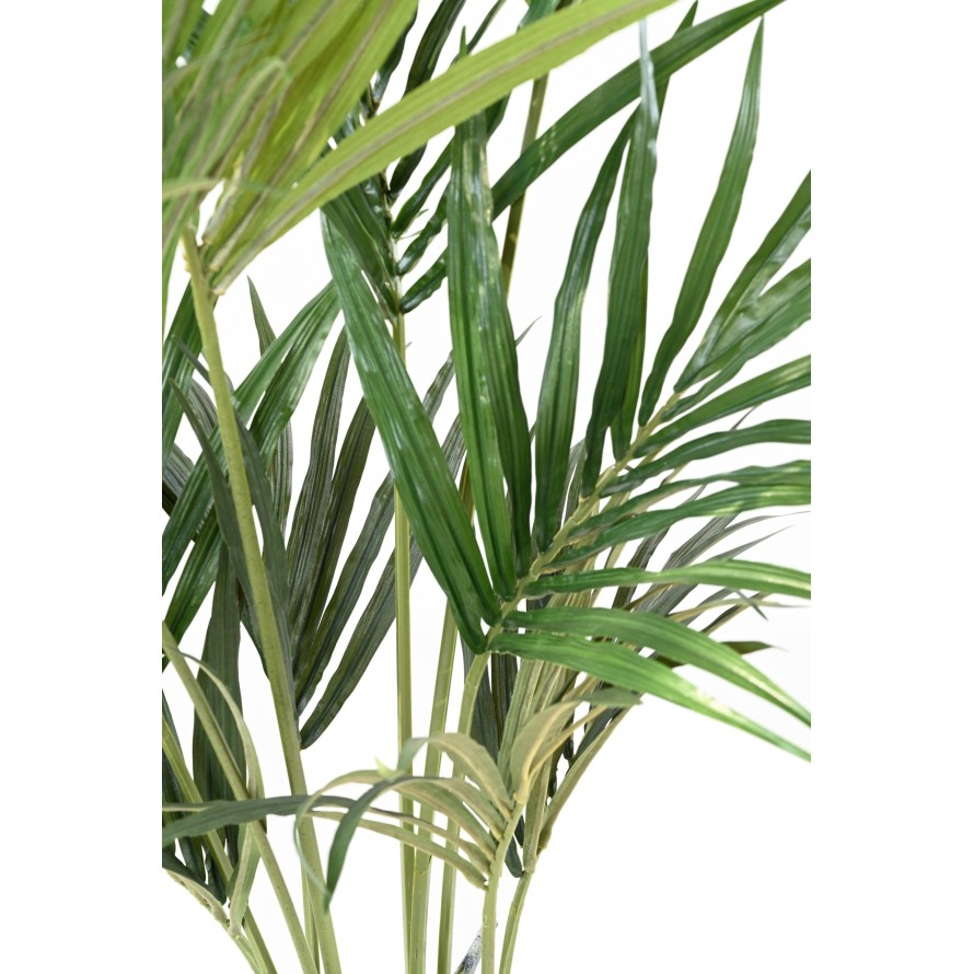 KENTIA PALME EKO