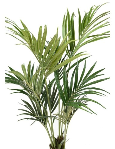 KENTIA PALME EKO
