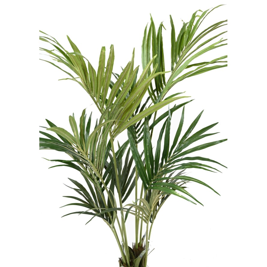 KENTIA PALME EKO