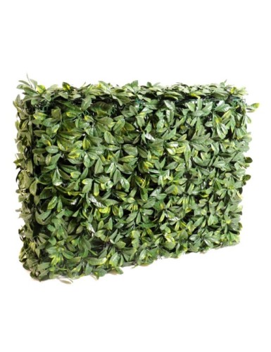 HARTRIEGEL HECKE NEW