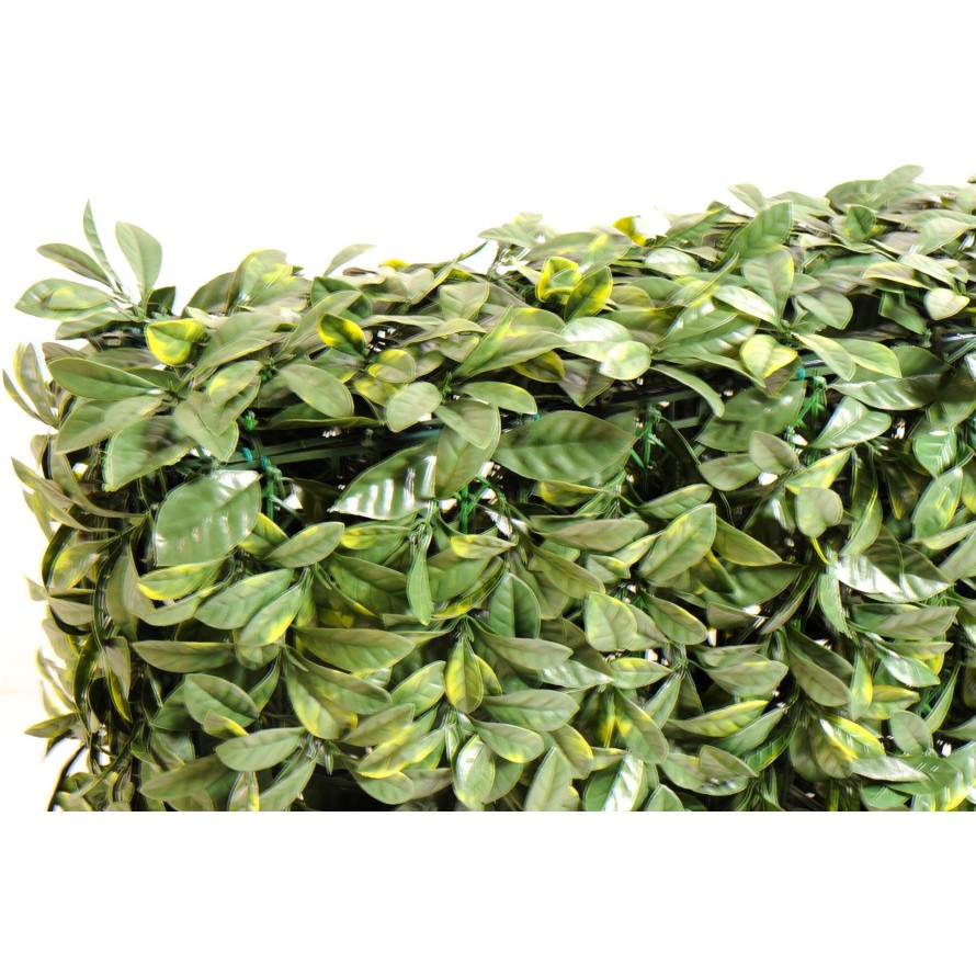 HARTRIEGEL HECKE NEW