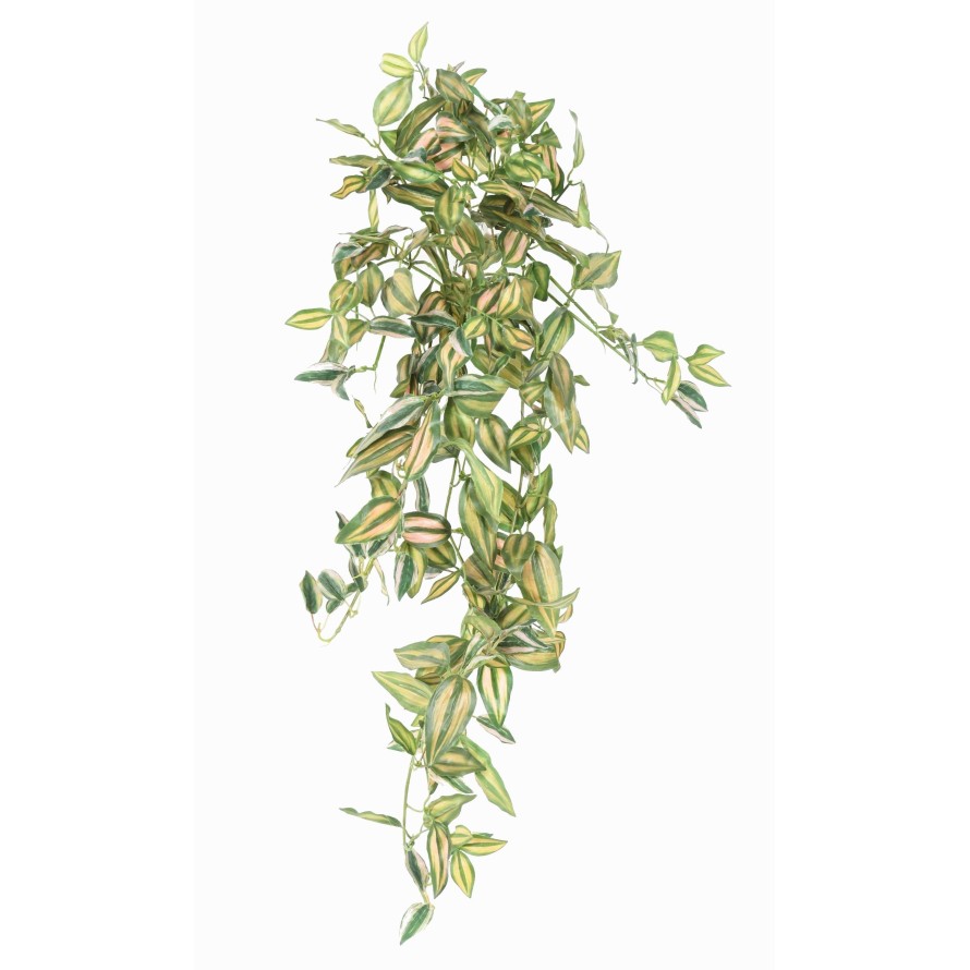 TRADESCANTIA ZEBRINA COLGANTE 80