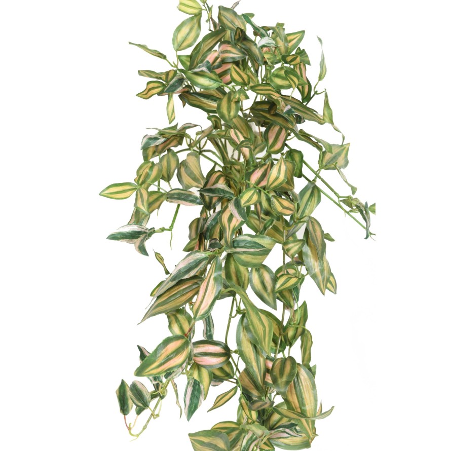 TRADESCANTIA ZEBRINA COLGANTE 80
