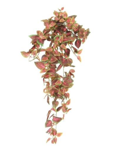 COLEUS HÄNGEKUNSTPFLANZE 75