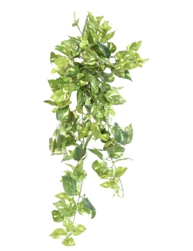 POTHOS MINI COLGANTE 80