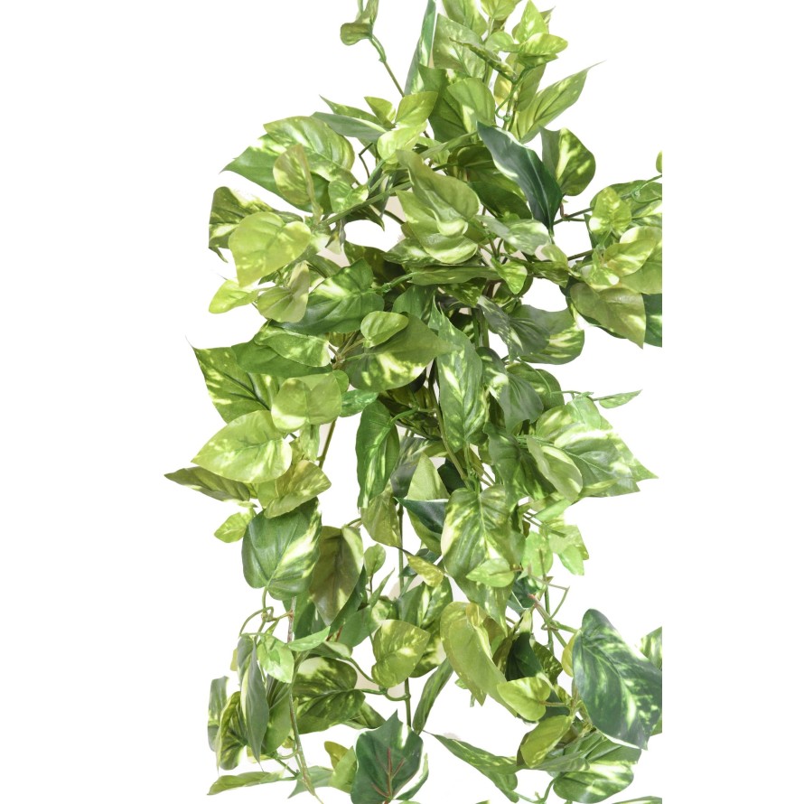 POTHOS MINI COLGANTE 80