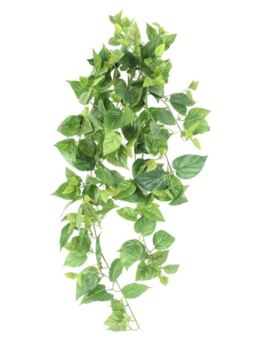 POTHOS MINI HÄNGEKUNSTPFLANZE