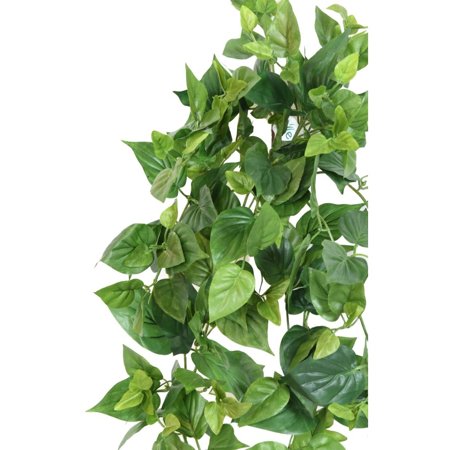 POTHOS MINI COLGANTE