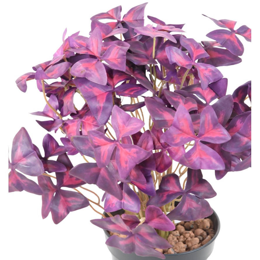 OXALIS (trébol)