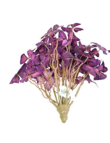 OXALIS (trébol)