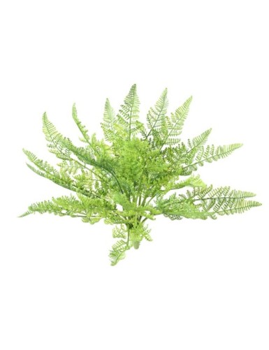 FARN DAULLIA BULLATA 45