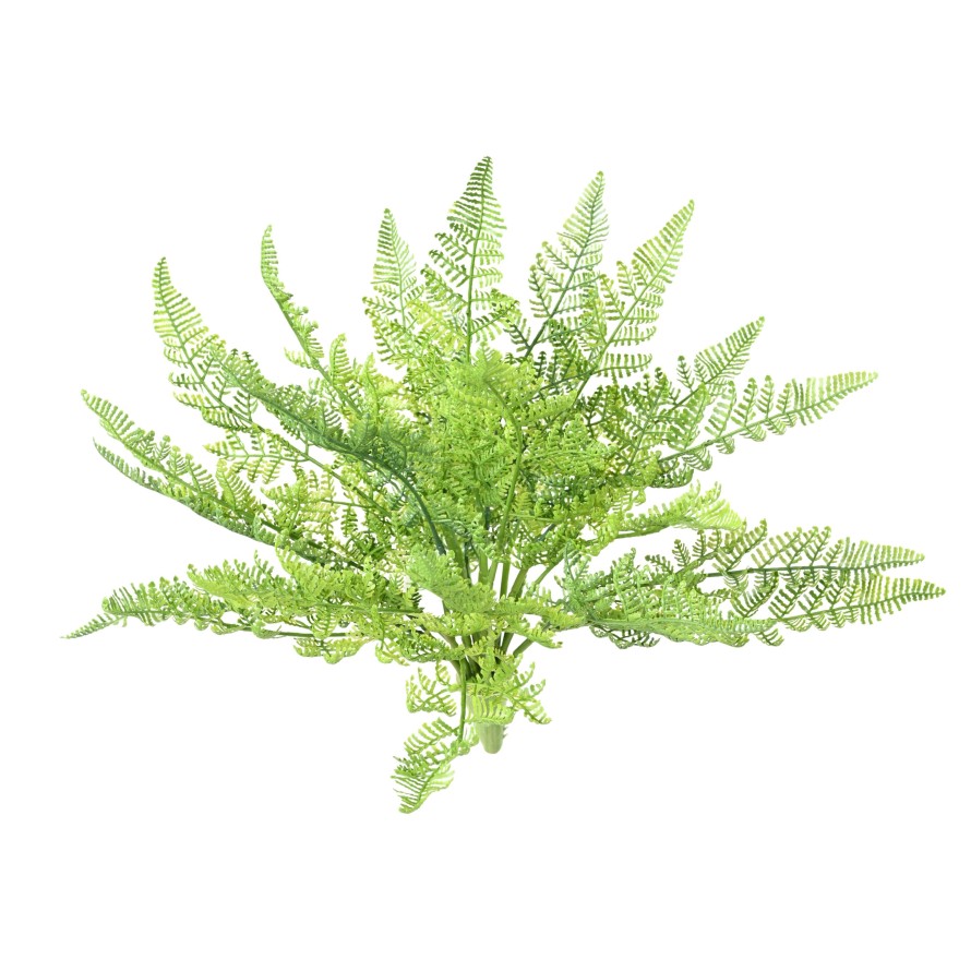 FARN DAULLIA BULLATA 45