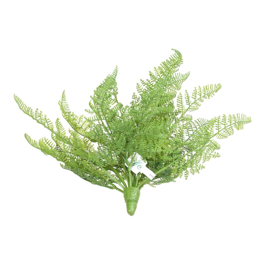 FARN DAULLIA BULLATA 45