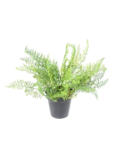 FERN DAVALLIA BULLATA 45