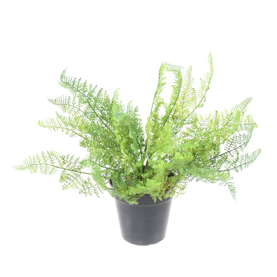 FARN DAULLIA BULLATA 45