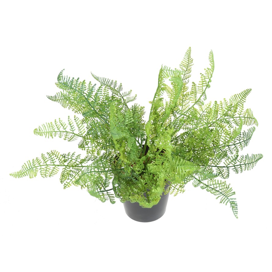 HELECHO DAULLIA BULLATA 45