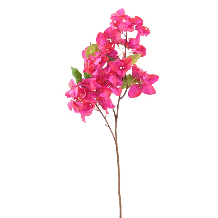 BOUGAINVILLEA-ZWEIG