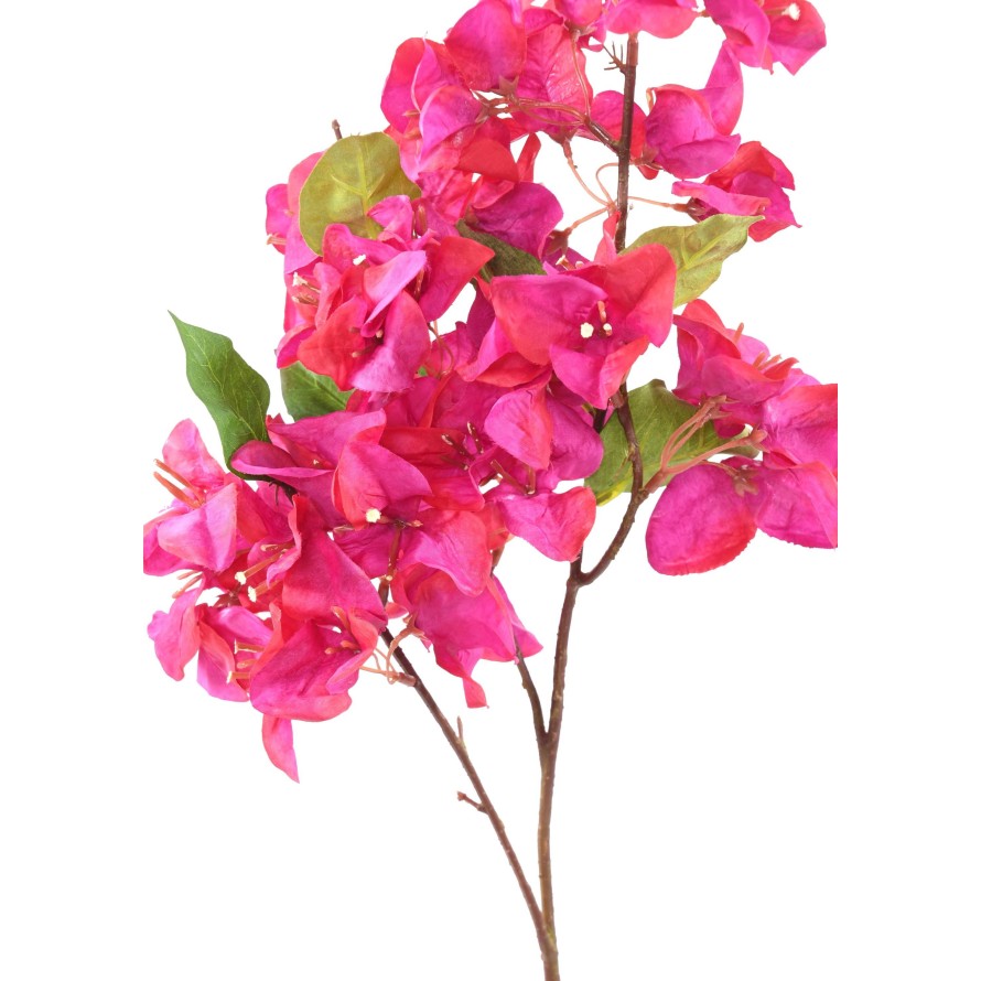 BOUGAINVILLEA-ZWEIG