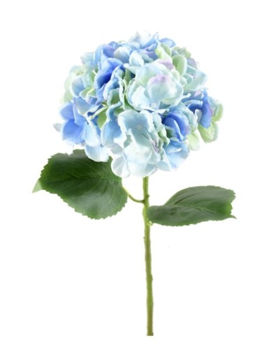 HORTENSIA ZWEIG 55
