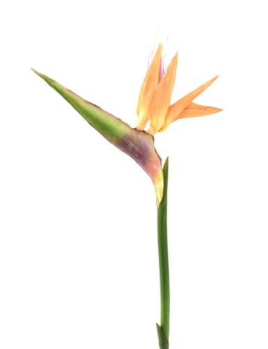 STRELITZIA (Ave del...