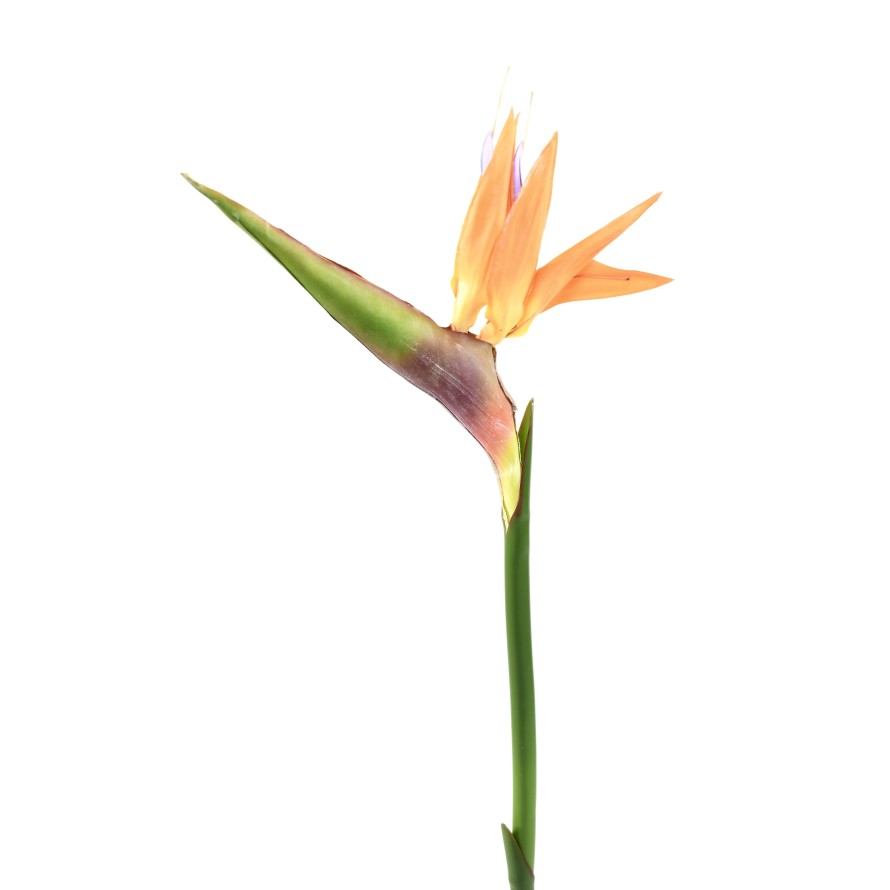 STRELITZIA (Papageienblume) 80