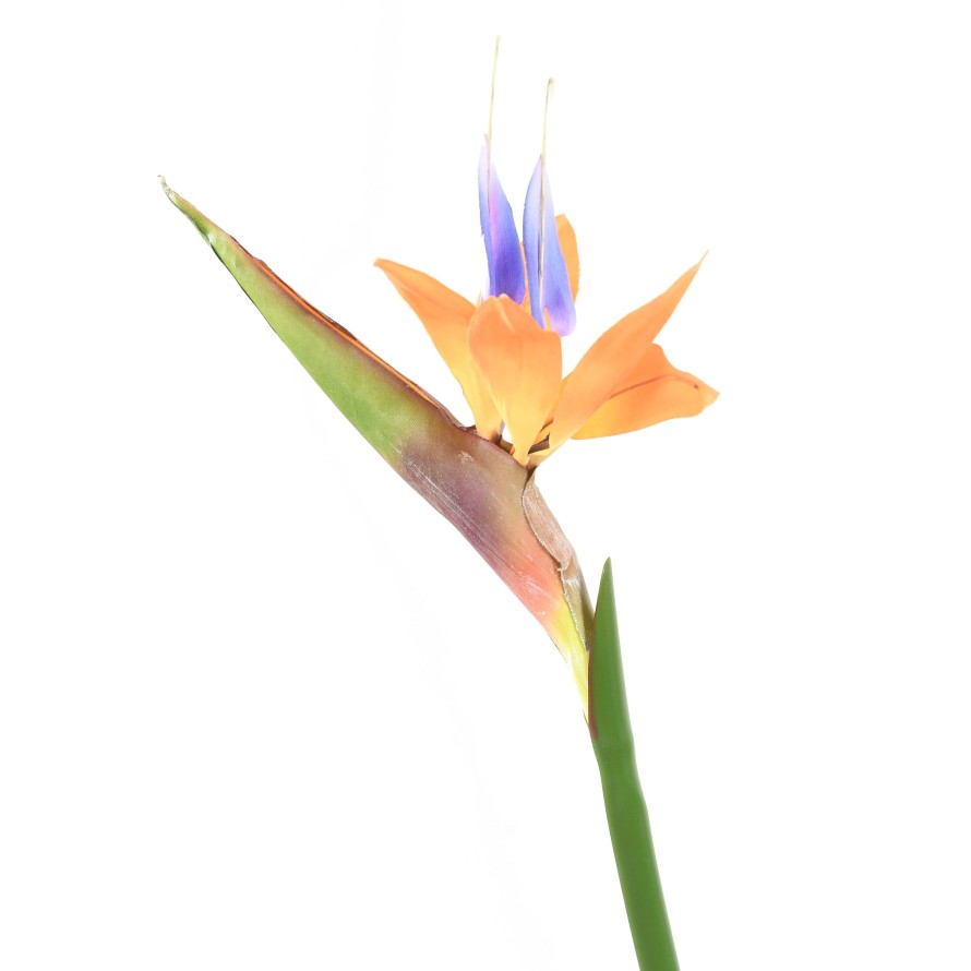 STRELITZIA (Ave del paraíso) 80