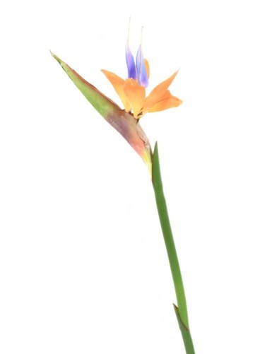 STRELITZIA (Bird of paradise) 80