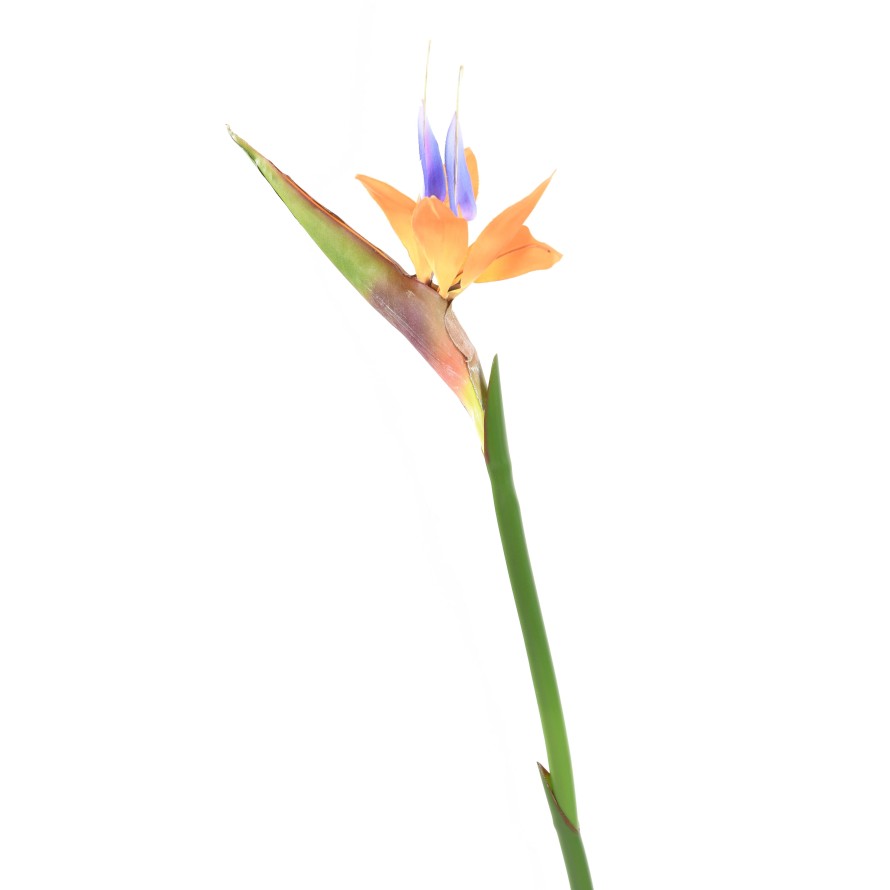 STRELITZIA (Papageienblume) 80