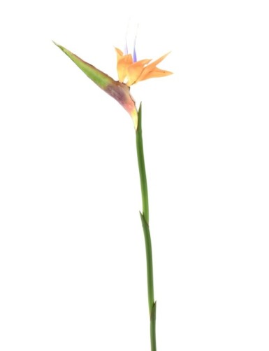 STRELITZIA (Bird of paradise) 80