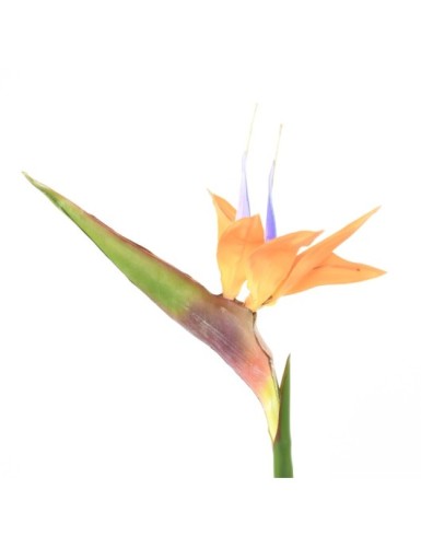 STRELITZIA (Bird of paradise) 80