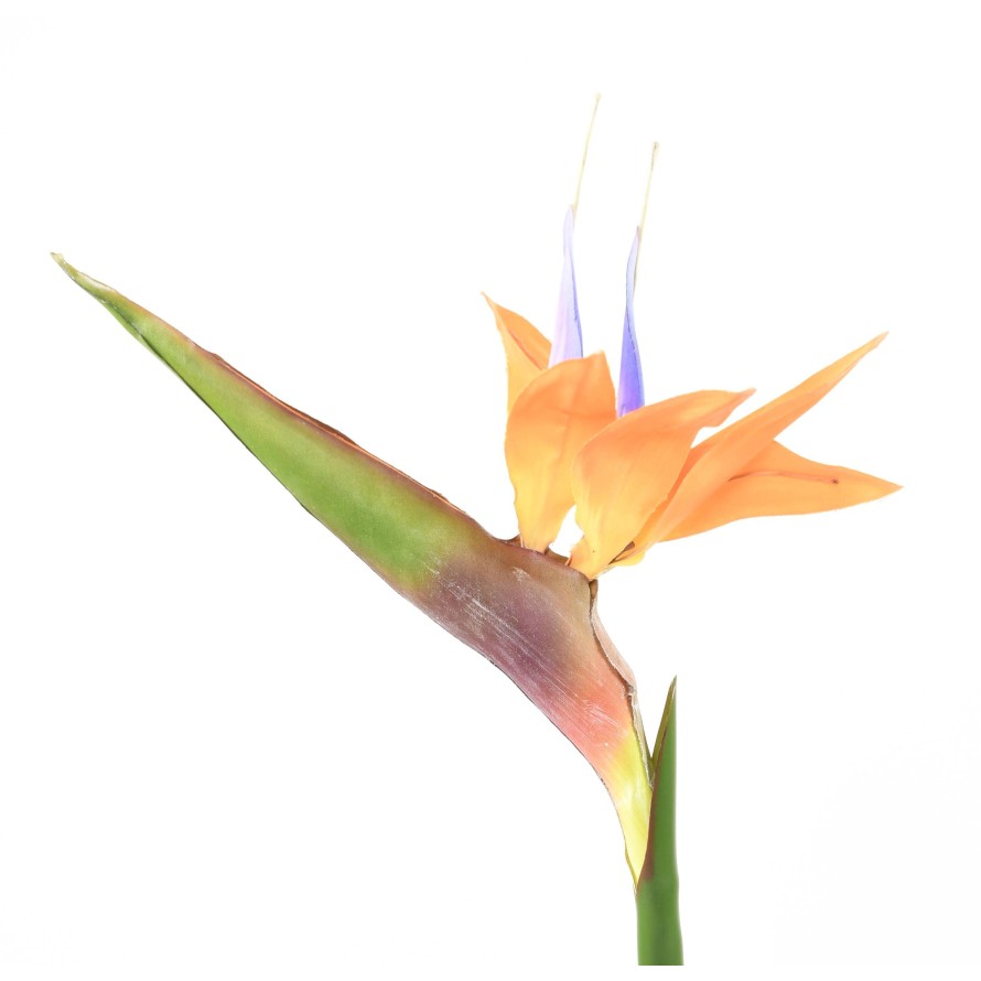 STRELITZIA (Papageienblume) 80
