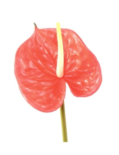 ANTHURIUM RAMA 58
