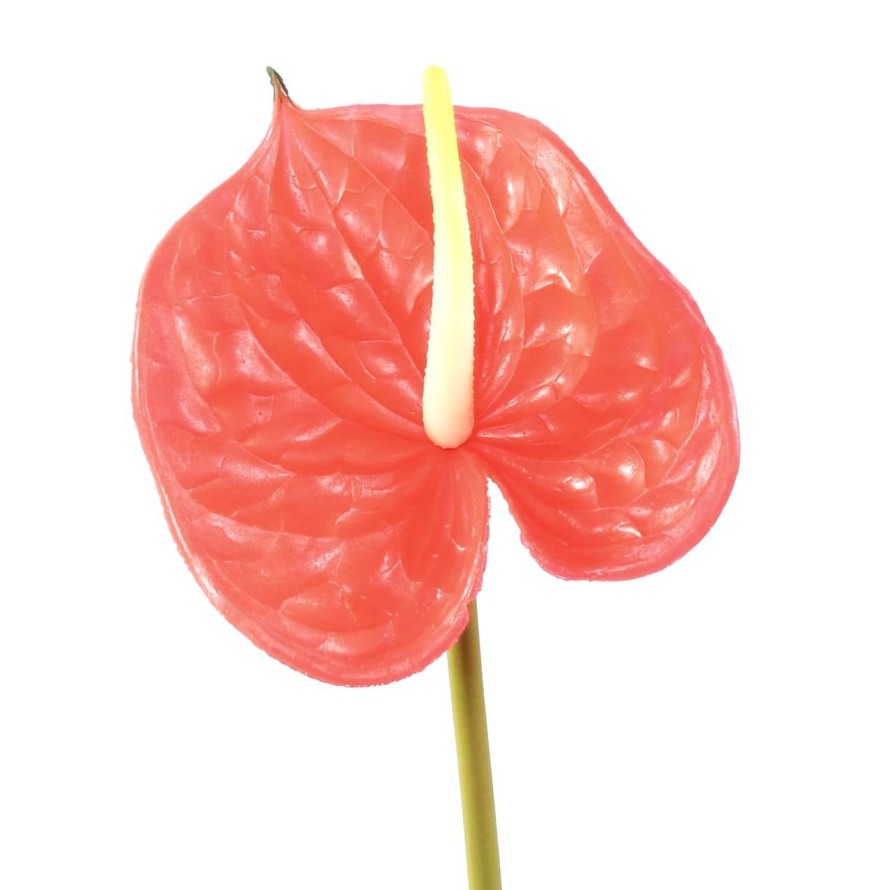 ANTHURIUM RAMA 58
