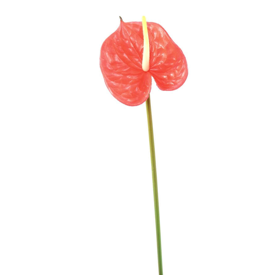 ANTHURIUM ZWEIG 58