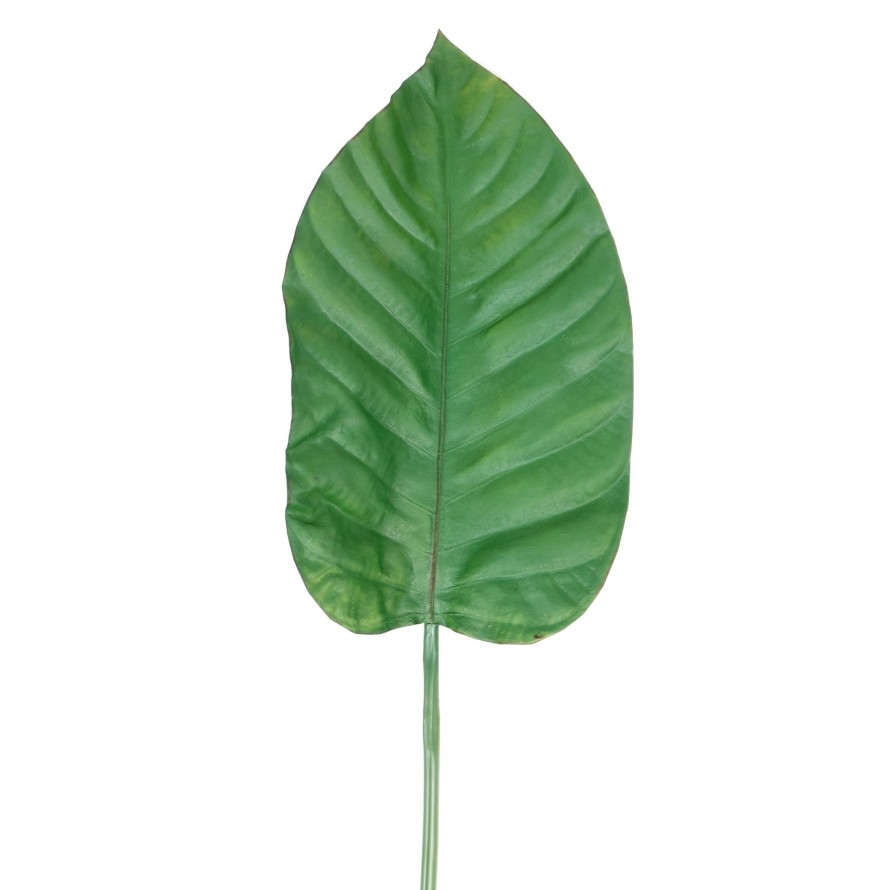 ALOCASIA BLATT 100