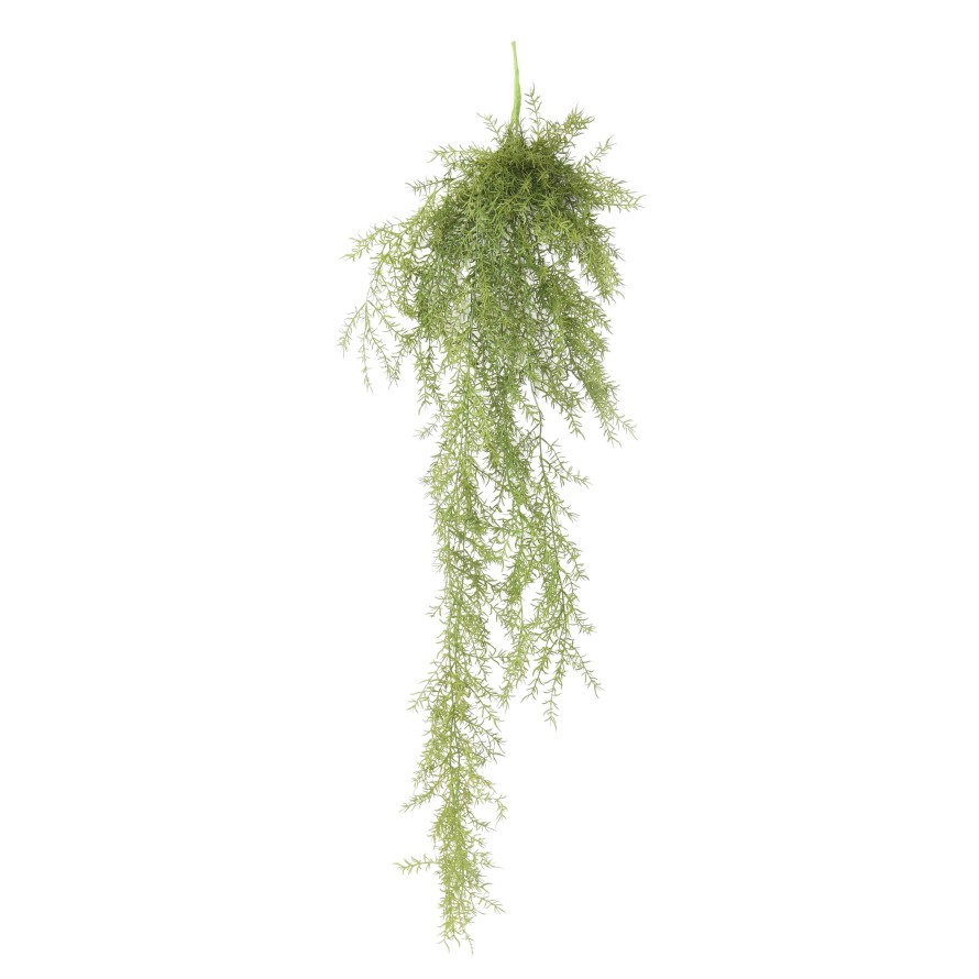 ZIERSPARGEL FERN 120