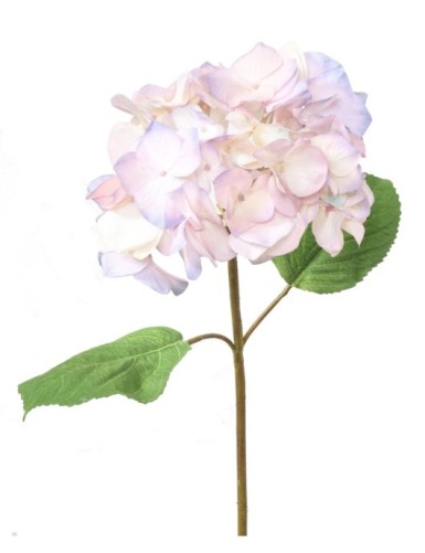 HORTENSIA KRONE
