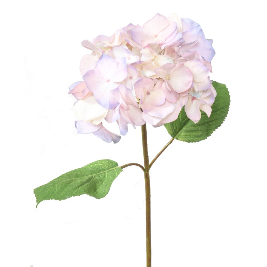 HORTENSIA CABEZA