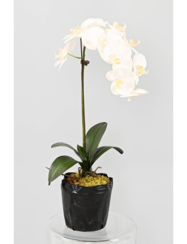 PHALAENOPSIS ORQUÍDEA MOTTE 85