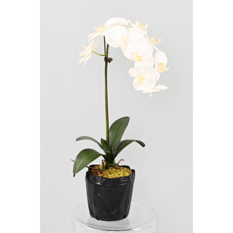 PHALAENOPSIS WURZELBALLEN 85
