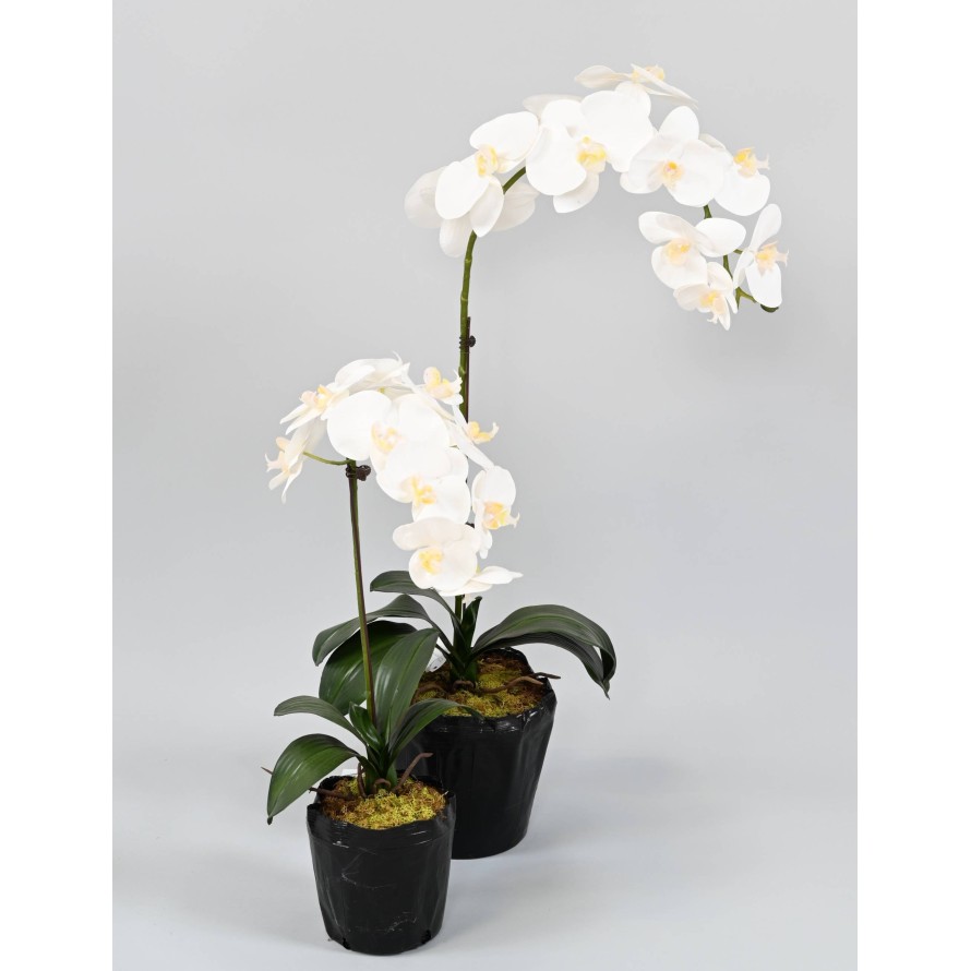 PHALAENOPSIS WURZELBALLEN 85
