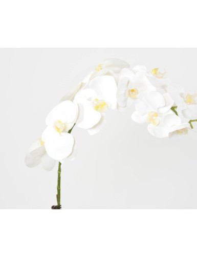PHALAENOPSIS WURZELBALLEN 85