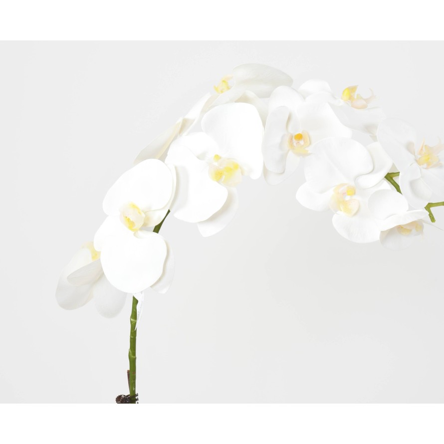 PHALAENOPSIS ORQUÍDEA MOTTE 85