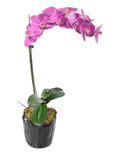 PHALAENOPSIS ORQUÍDEA MOTTE 60
