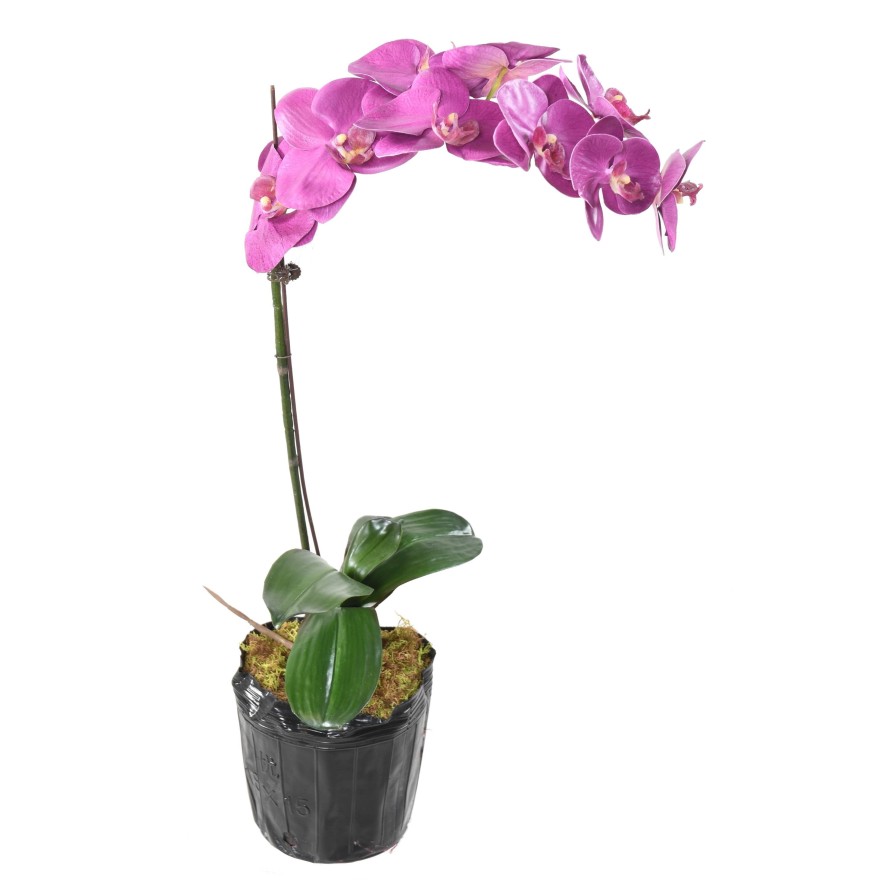 PHALAENOPSIS WURZELBALLEN 60